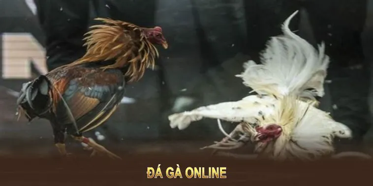 Cách Chơi Đá Gà GA28 Tại 6623 – Cơ Hội Thắng Lớn 2025